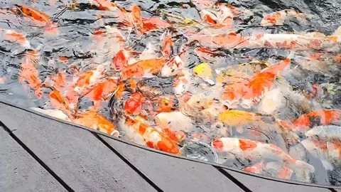 Koi fish pond, with light rain or drizzling and a child feeding the fish. Stock Footage 279294732