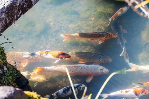 Koi Fish in a pond with low angle sunlight casting sunrays 스톡 사진