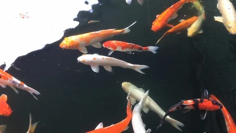 Koi Fish in a pond in overhead view Stock Footage 101679702