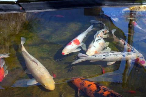 Koi fish in pond Stock Photos