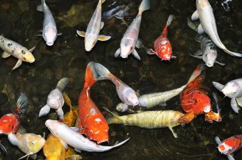 Koi Fish in Pond Stock Photos