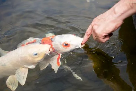 Koi Fish In A Pond Stock Photos