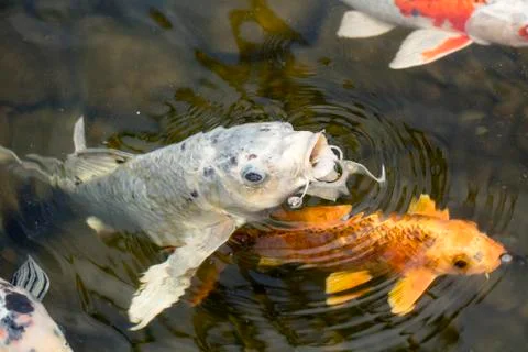 Koi Fish In A Pond Stock Photos