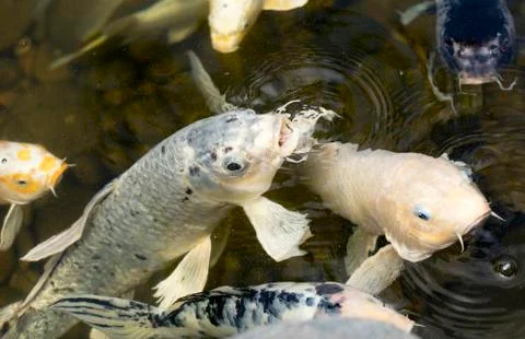 Koi Fish In A Pond Stock Photos