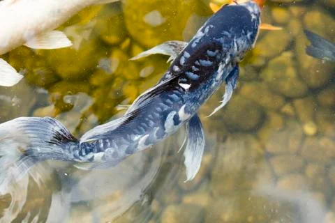 Koi Fish In A Pond Stock Photos