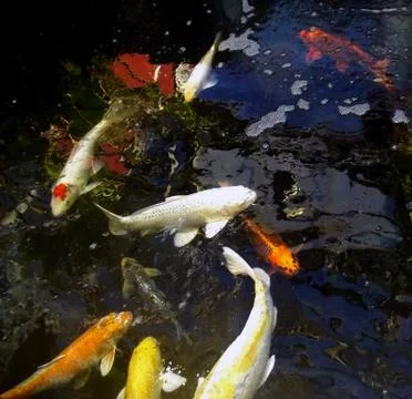 Koi fish in the pond. Stock Photos