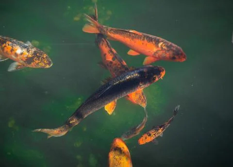 Koi fish in pond Stock Photos