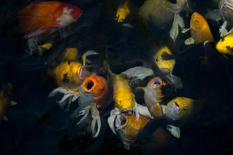 Koi fish in the pond Stock Photos