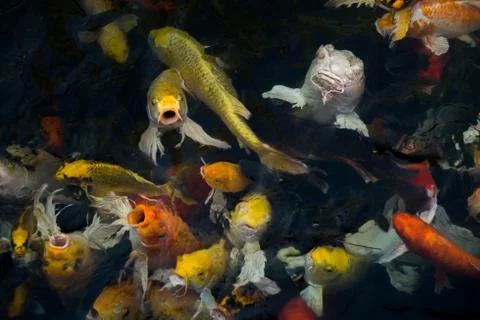 Koi fish in the pond Stock Photos