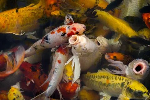 Koi fish in the pond Stock Photos