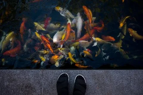 Koi fish in the pond Stock Photos