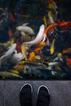 Koi fish in the pond Stock Photos