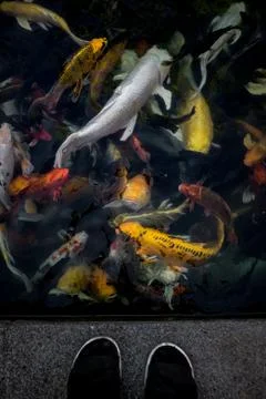 Koi fish in the pond Stock Photos