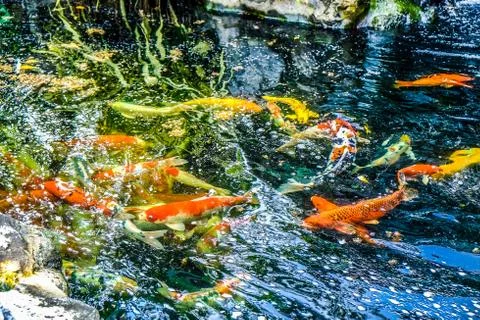 Koi fish in the pond Stock Photos