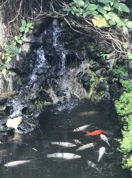 Koi Fish Pond Stock Photos