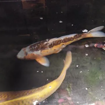 Koi fish in the pond Stock Photos