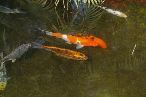 Koi fish in the pond. Stock Photos