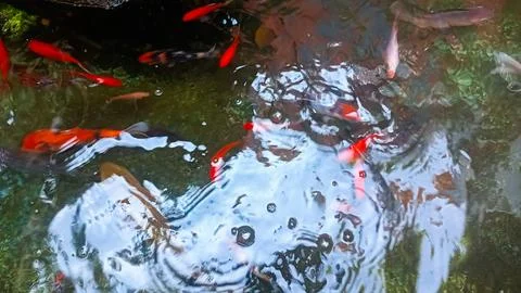 Koi fish pond Stock Photos