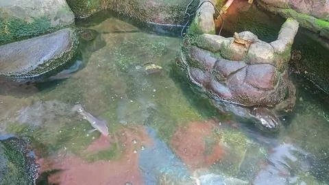 Koi fish pond Stock Photos