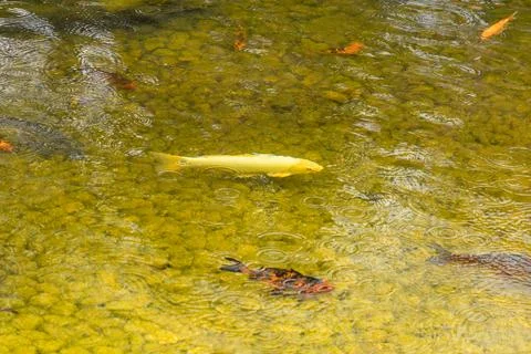 The Koi fish in the pond Stock Photos