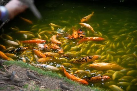 Koi Fish Pond Stock Photos
