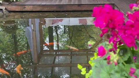 Koi Fish Pond Reflecting Cozy Summer Garden Lounge Vídeo Stock 334885675