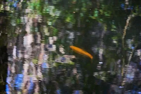 Koi Fish in Pond, with Reflection of Trees Stock Photos