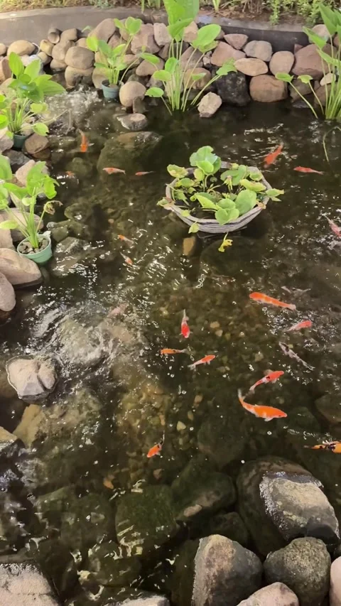 Koi fish pond with rocks and vegetation, for a garden design Видео 342687288