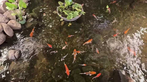 Koi fish pond with rocks and vegetation, for a garden design Vídeos de archivo 342687289