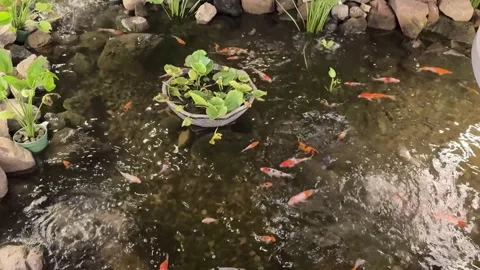 Koi fish pond with rocks and vegetation, for a garden design Vídeo Stock 342687290