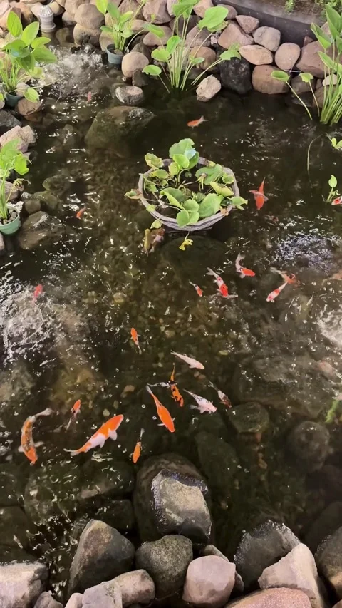 Koi fish pond with rocks and vegetation, for a garden design Видео 342687296
