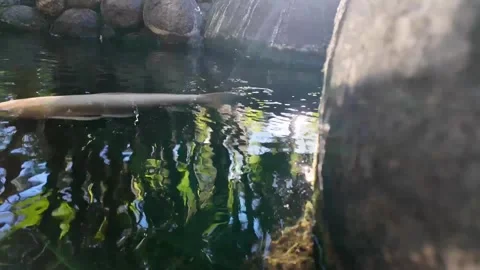 Koi Fish in pond with rocks 스톡 동영상 298069291