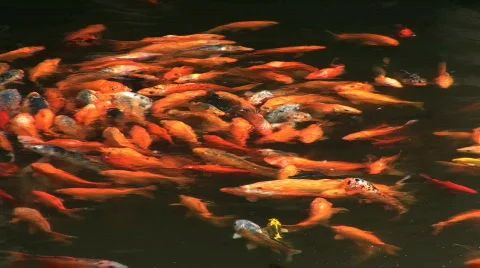 Koi Fish in Pond, Shanghai, China Stock Footage