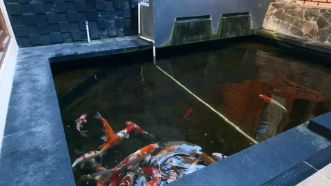 Koi fish pond slow motion footage Stock Footage 186687774