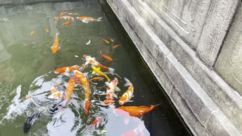 Koi Fish in the Pond (Slow Motion) Stock Footage 315375052