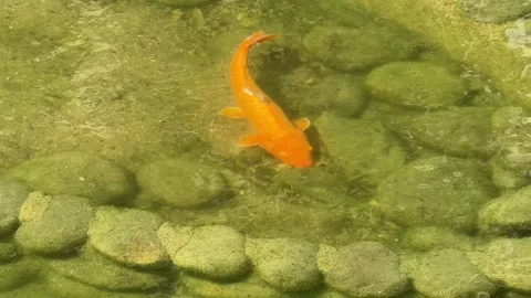 Koi Fish Pond - Static Daytime View Stock Footage 346426382