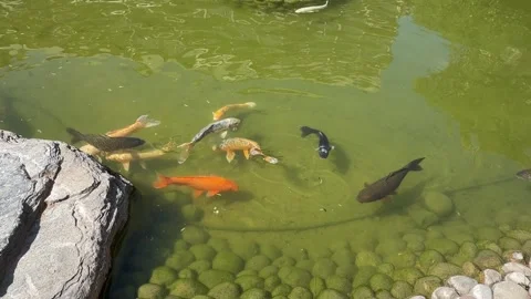 Koi Fish Pond - Static Daytime View Stock Footage 346426402