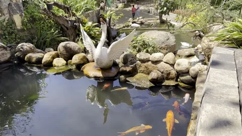 Koi fish pond with swan statue at Mahamevnawa Monastery Sri Lanka Video stock 331703974
