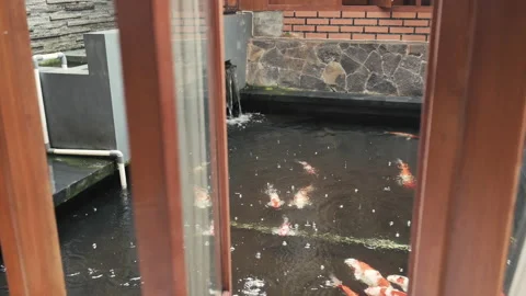 Koi fish pond view behind wooden window frame Stock Footage 150374335