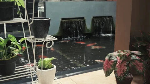 Koi fish pond view during raining Stock Footage 150269017