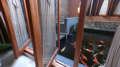Koi fish pond view from inside house thru window Stock Footage 194112689