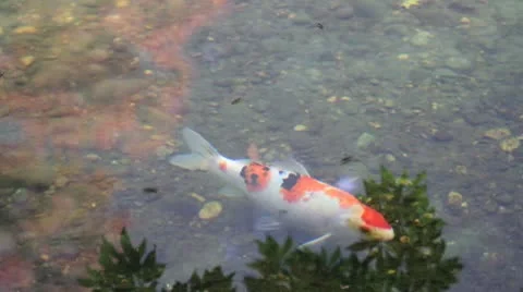 Koi Fish Pond with Water Reflection Stock Footage 8961603