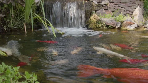 Koi fish in pond with waterfall Stock Footage 270157110