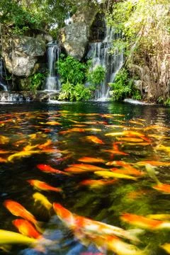 Koi fish in pond with waterfall Stock Photos