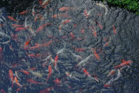 Koi fish in ponds Stock Photos