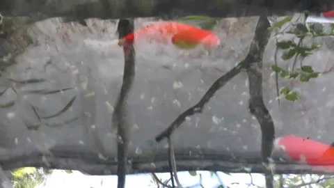 Koi fish on the pool Stock Footage 220788591