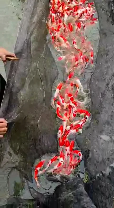 Koi fish quality Vídeos de archivo 234289651