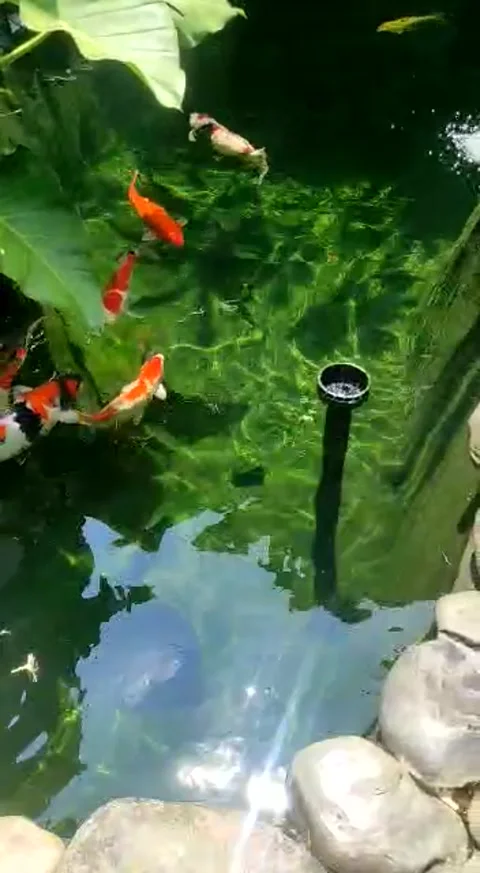 Koi fish quality Vídeos de archivo 234291200