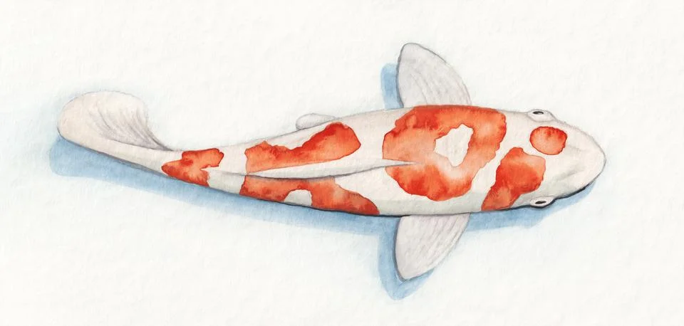 Koi fish with red pattern show the word Koi Stock Illustration