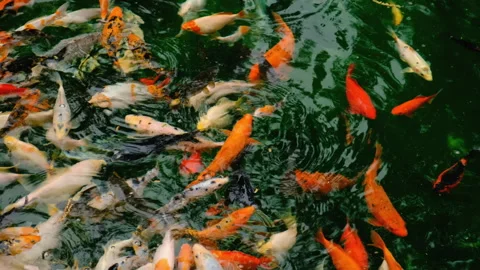 Koi fish in the reservoir. Selective focus. Stock Footage 262344153